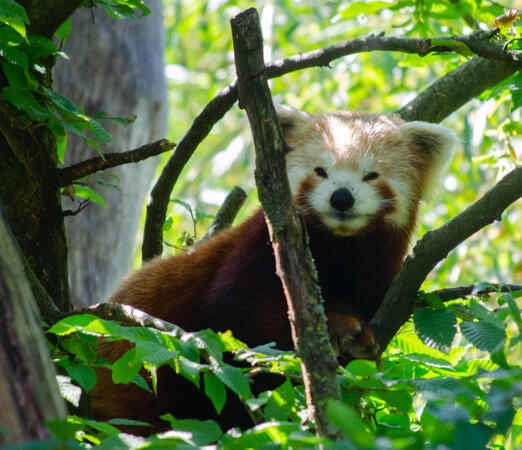 Red pandas
